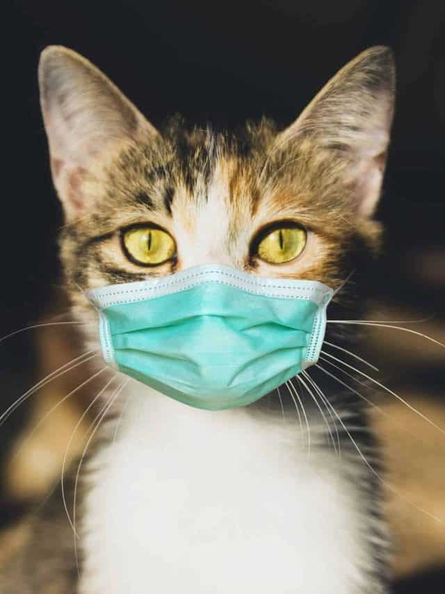 Cat in a medical mask. Protective antiviral mask on the domestic animal face.