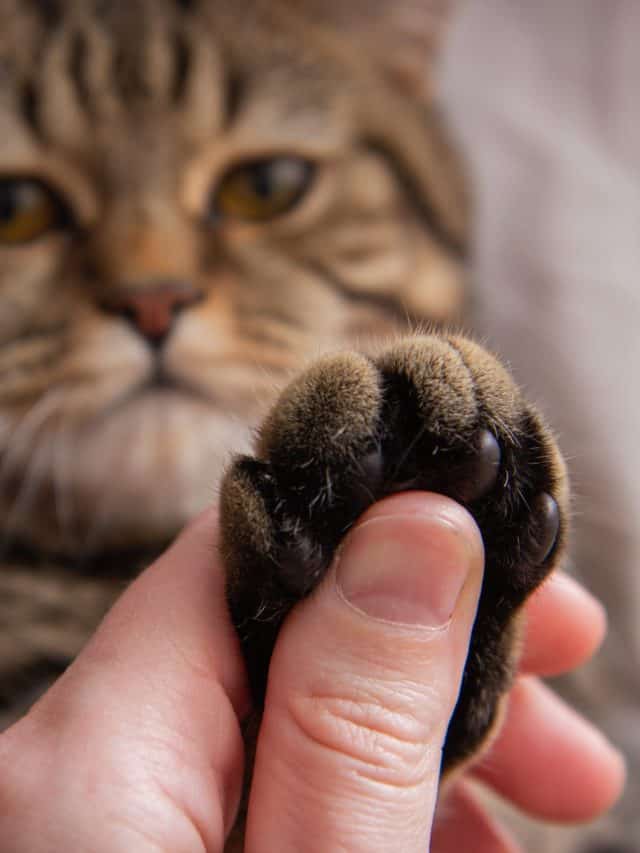Cat's,Paw,In,Hand,,Portrait,Of,A,Cat