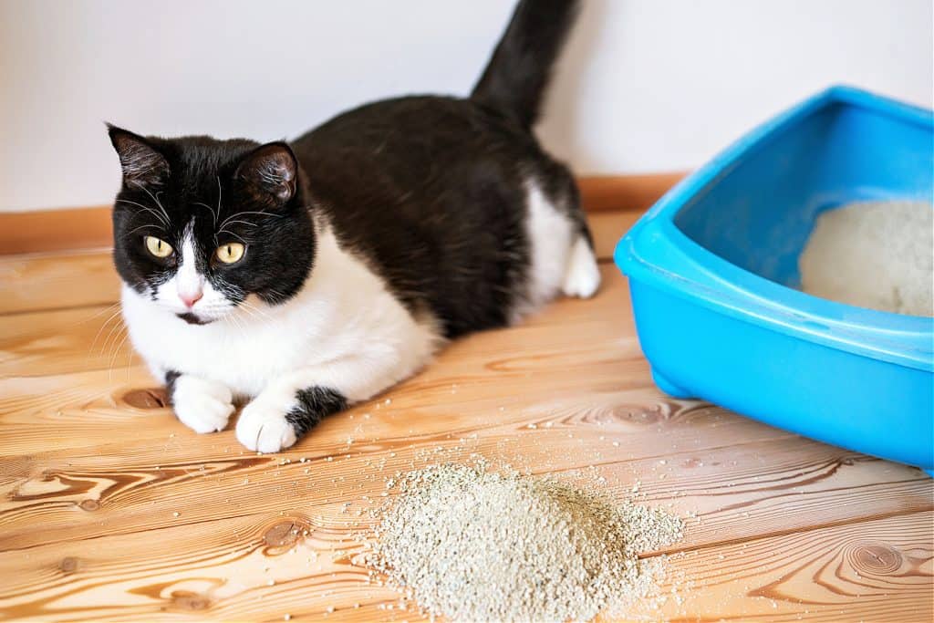 Does Pretty Litter Come With A Litter Box?