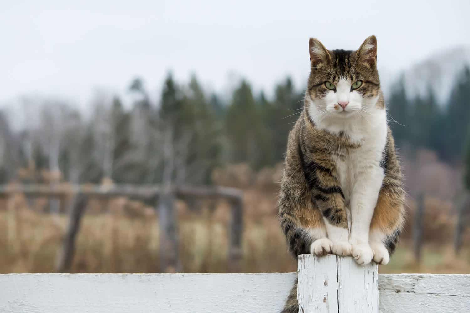 A big barn cat standing on the fence post