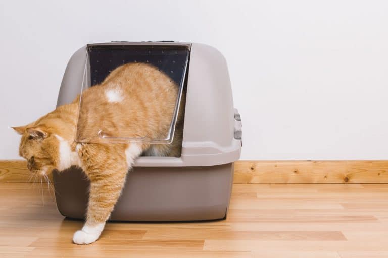 Cat getting out of his litter box, Why Does My Cat Throw Up After Using The Litter Box?