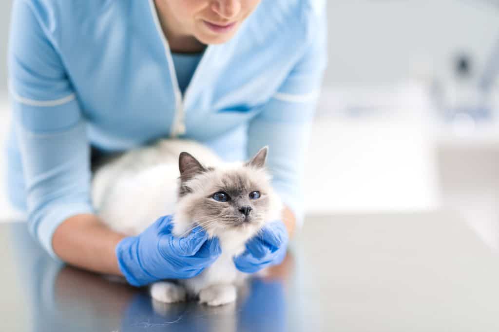 Cat getting pampered in the vet