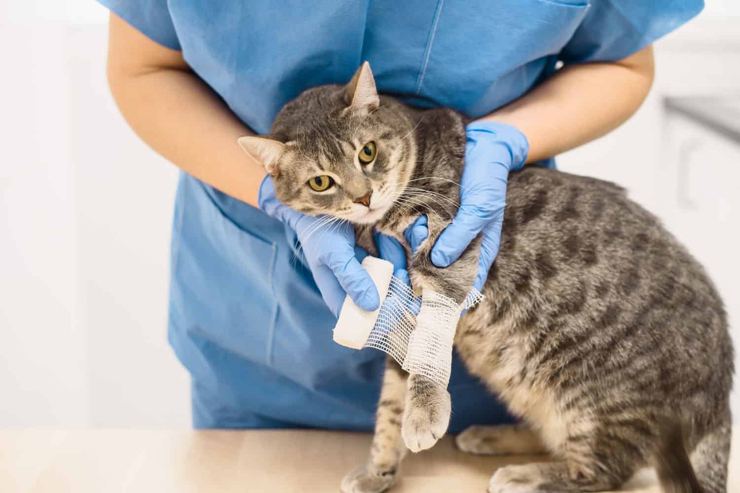 Cat going to the vet