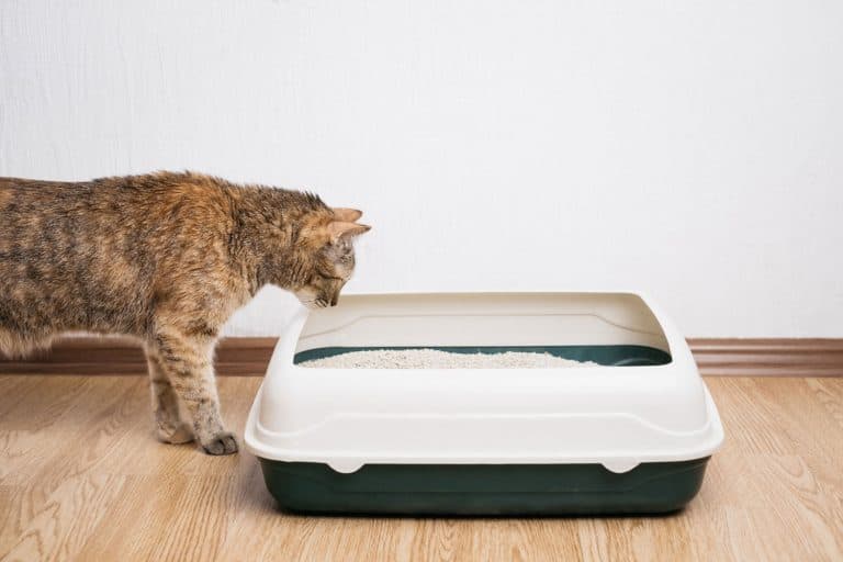 cat looking at litter box, Mushrooms Growing In Litter Box - Why And What To Do?