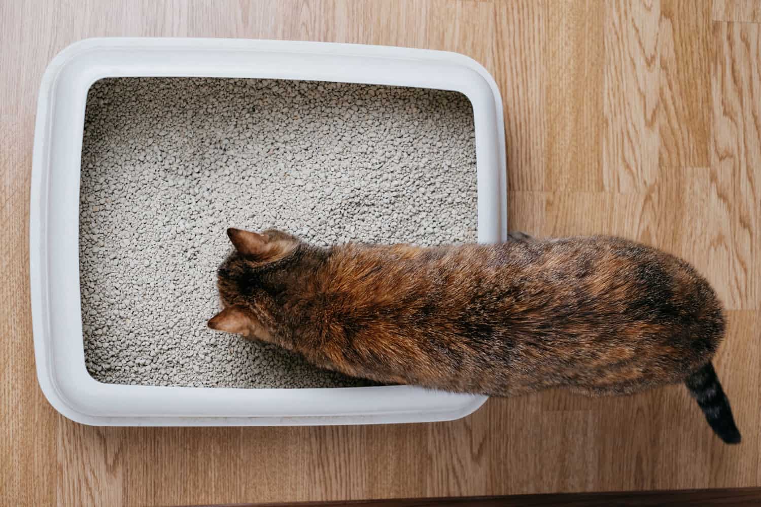 Cat sniffing the litter box