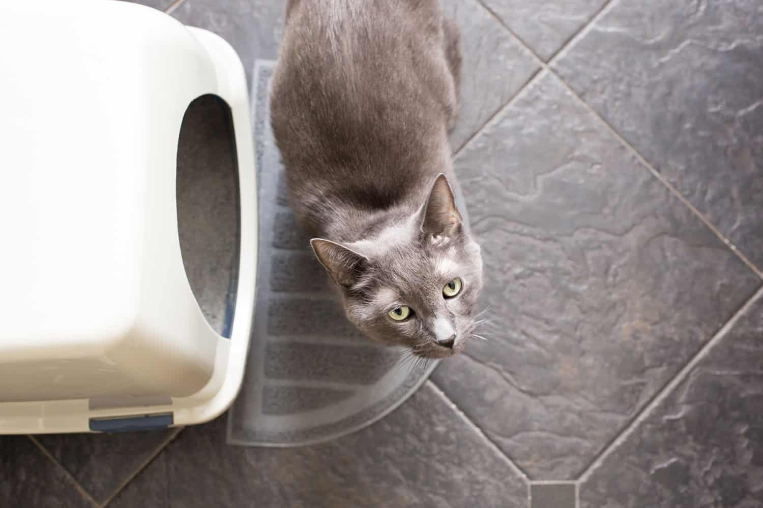 Cat staring at his owner protecting his litter box