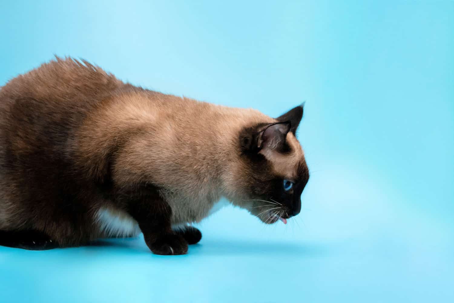 Cat throwing up on a blue background