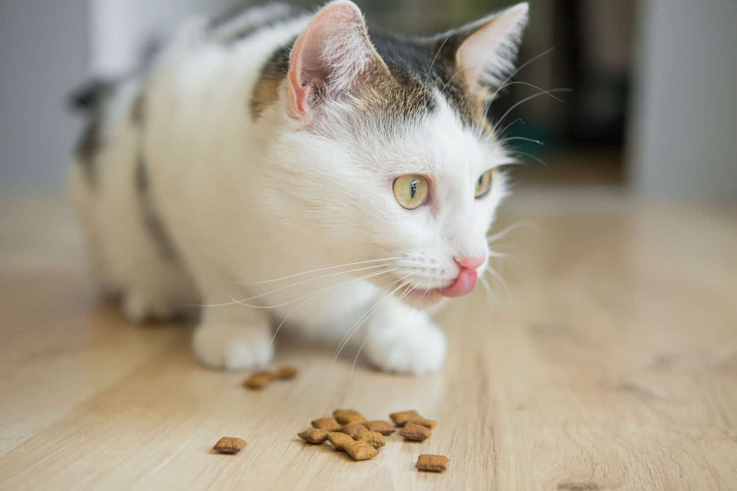 Giving cat treats to a cat