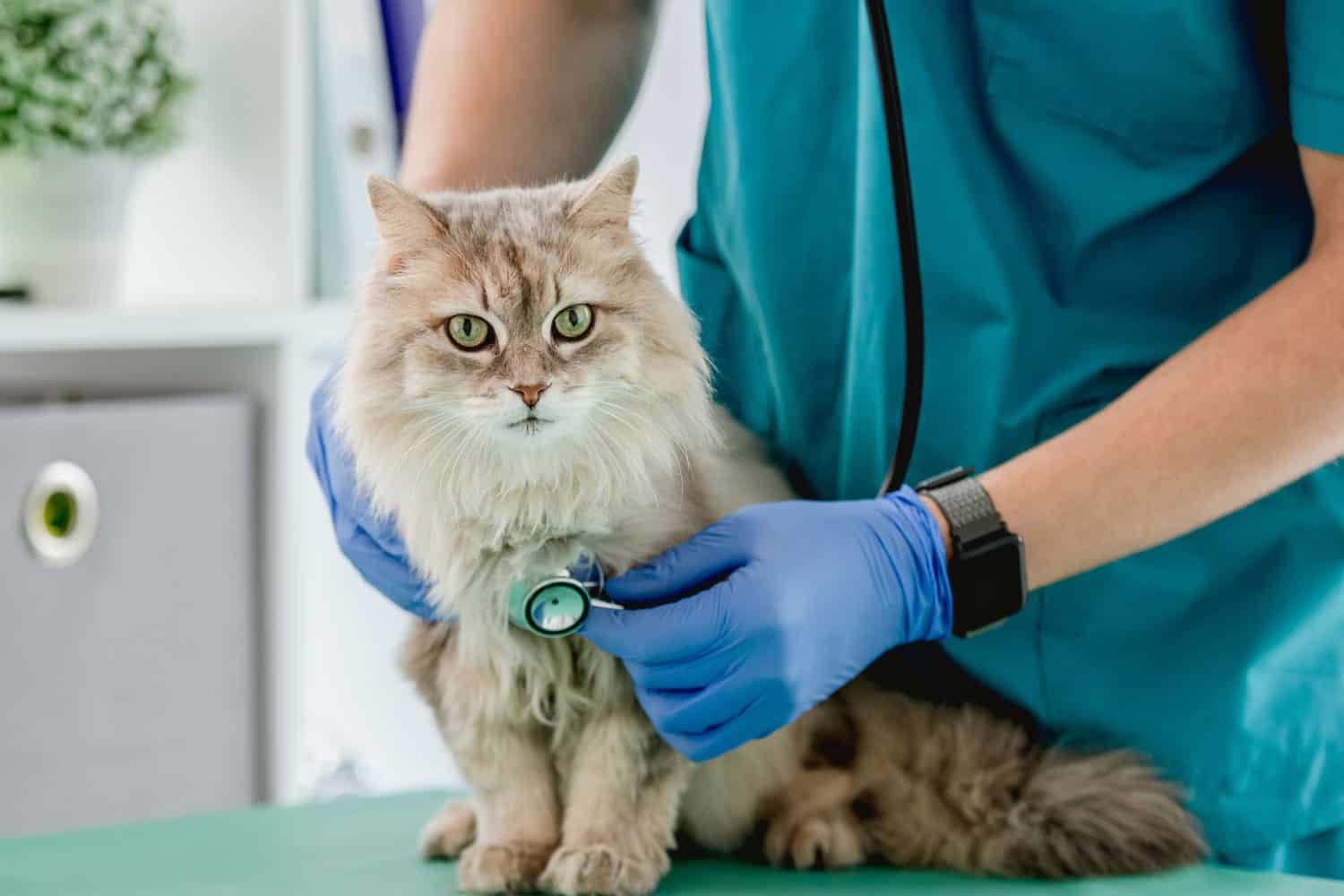 Little cat in the vet
