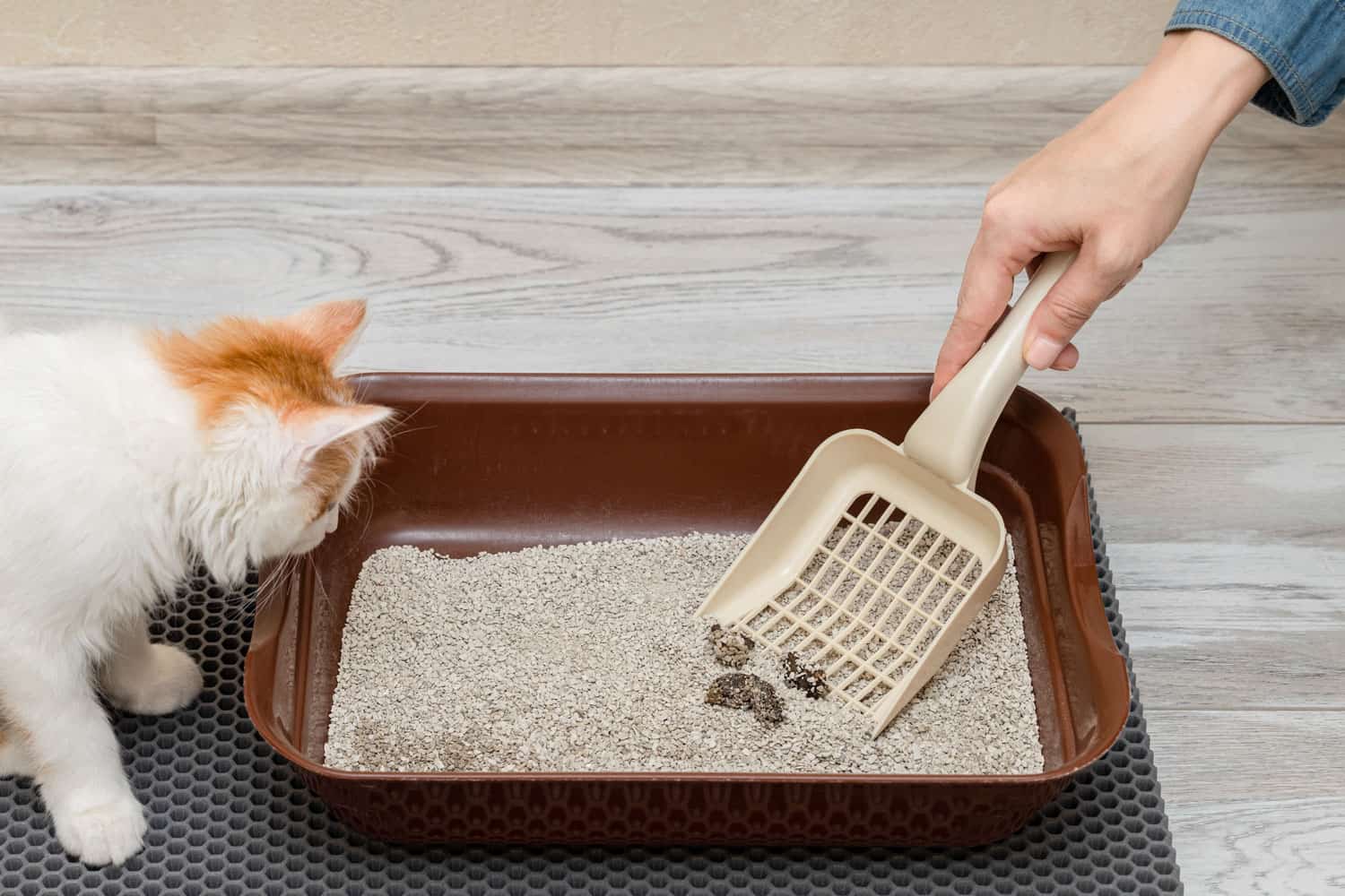 Owner scooping cat poo