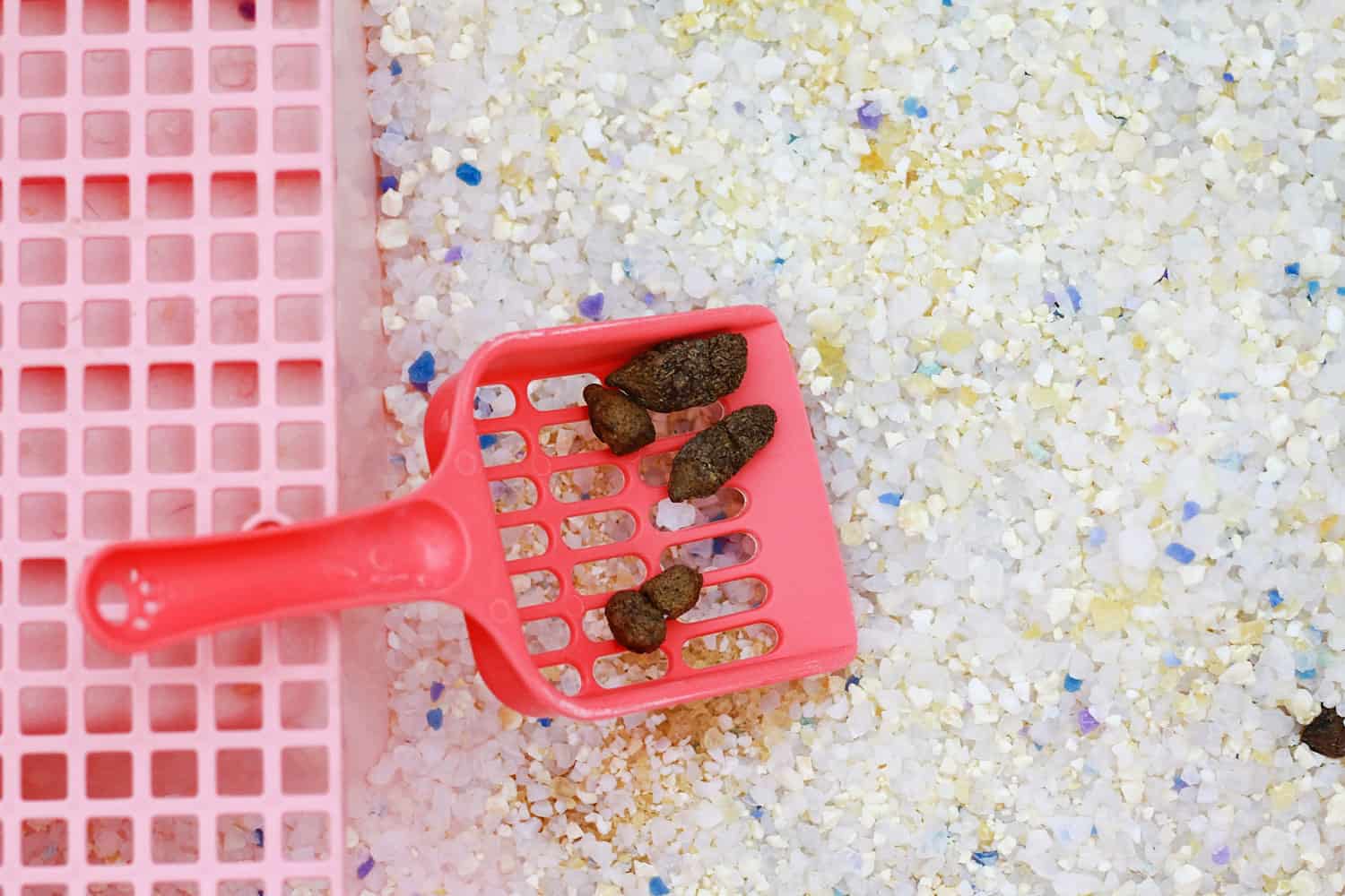 Scooping stool sample from the litter box
