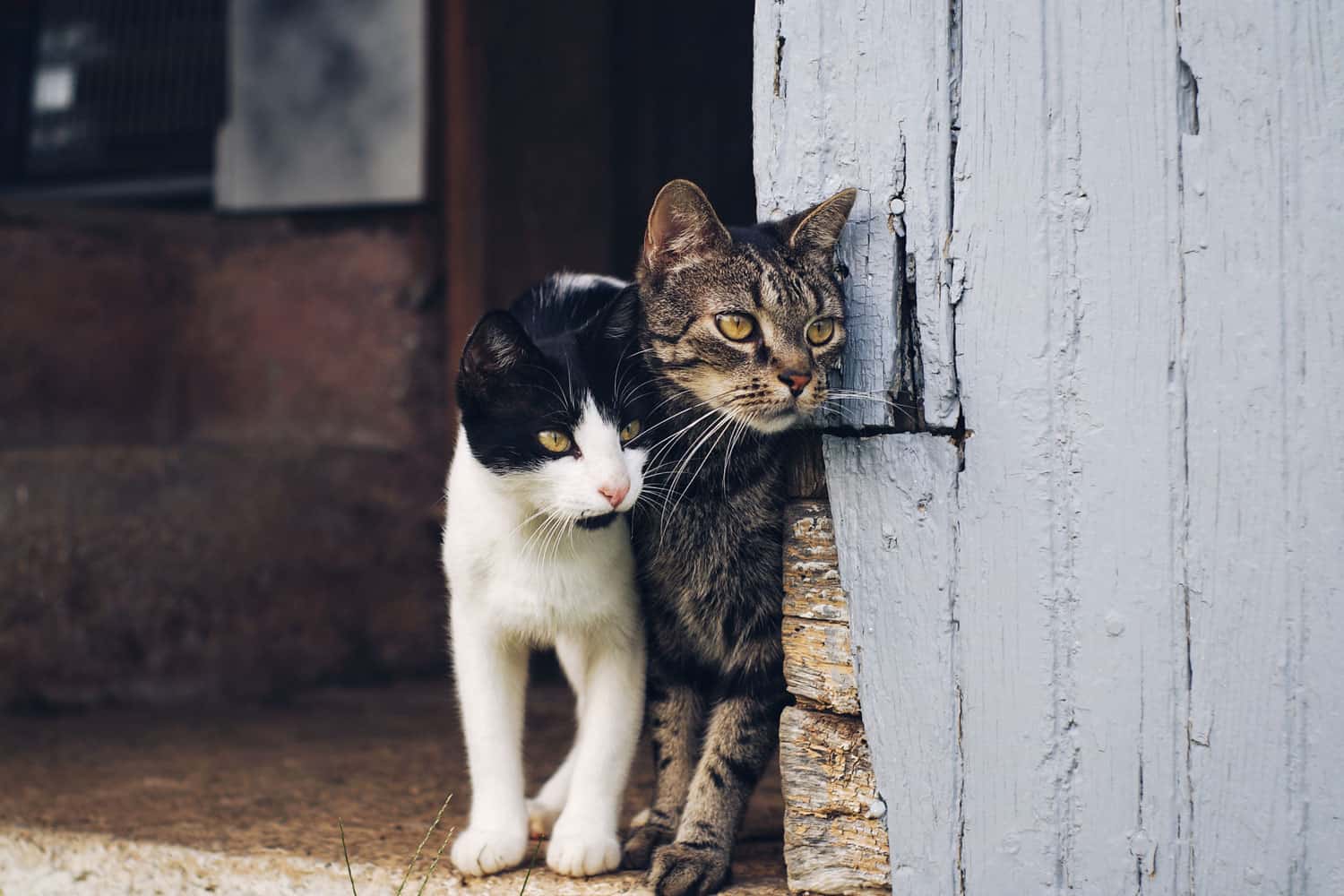 Two barn cats in the barn