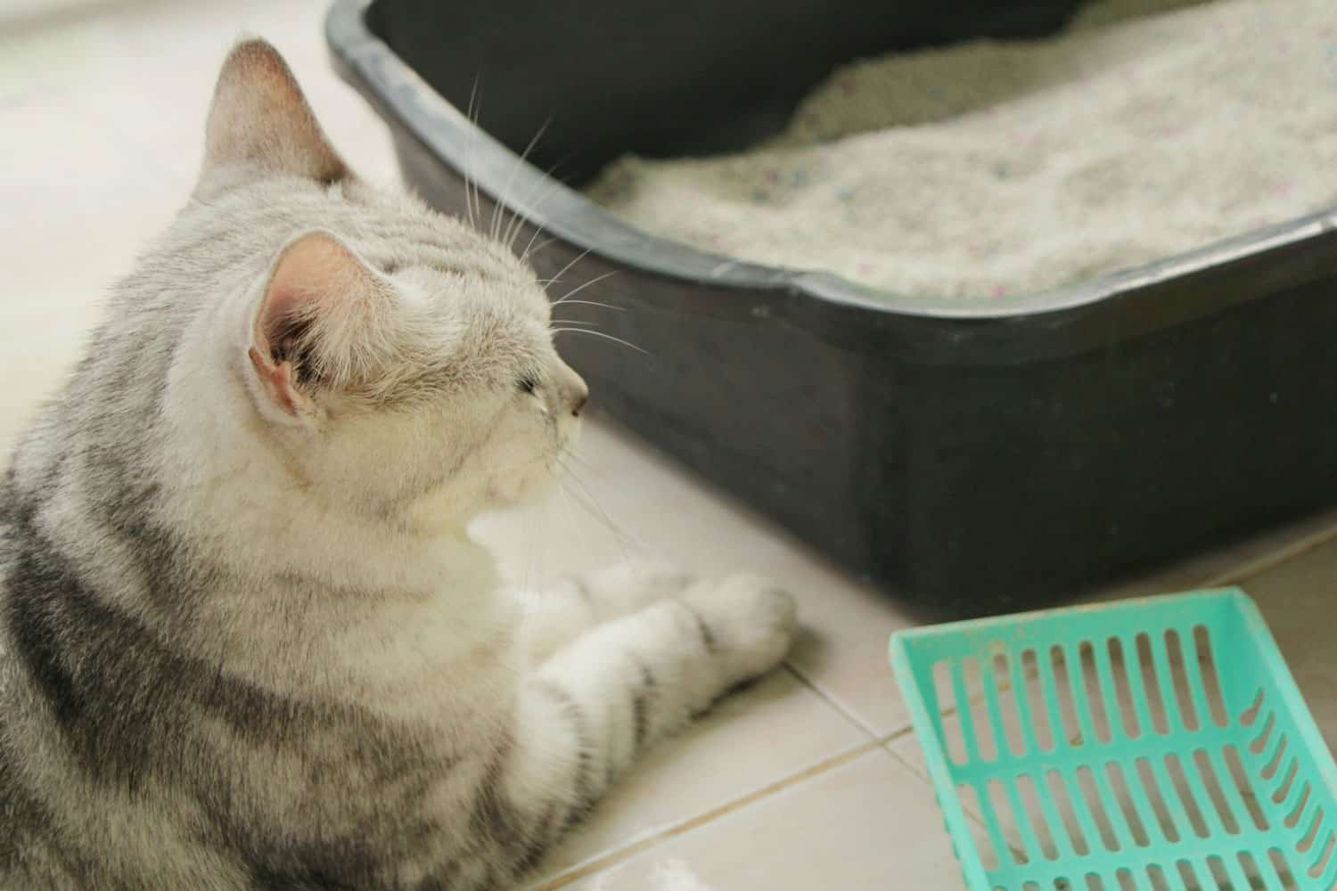Cat guarding litter box