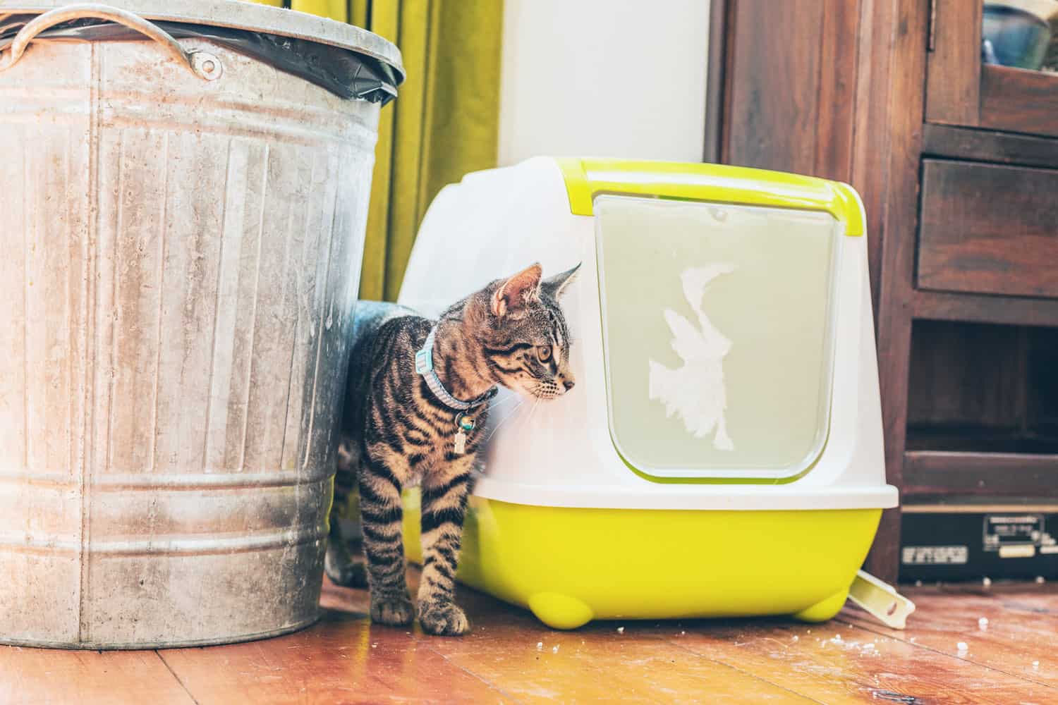 Cat standing on the side of a litter box
