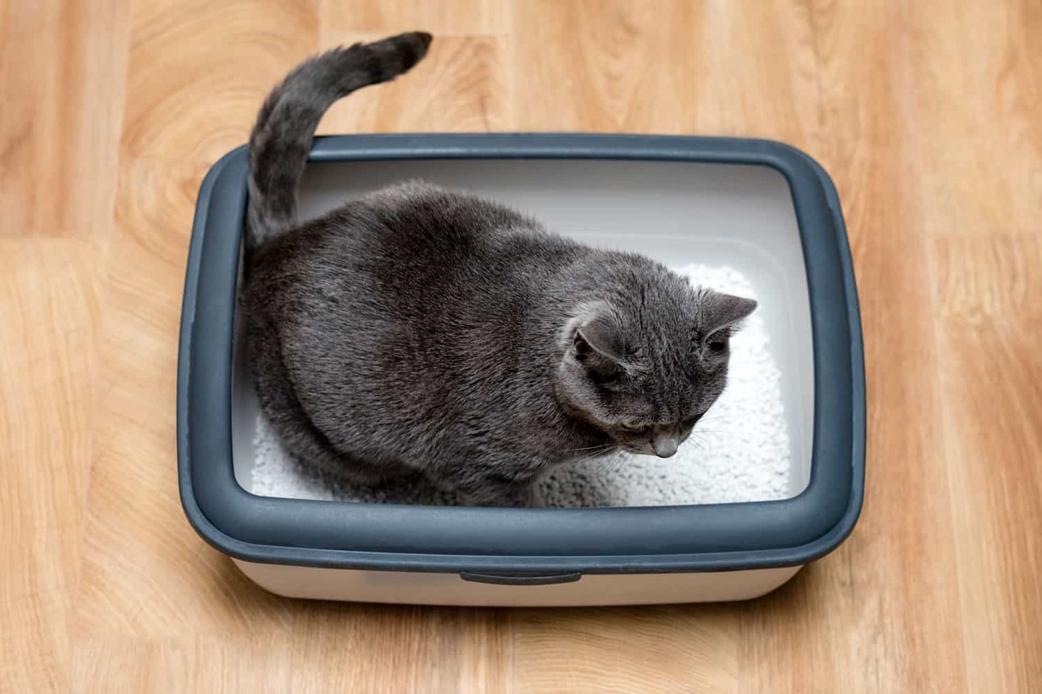 A black cat pooping inside the litter box