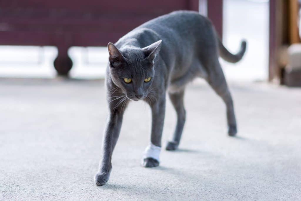 Black cat with bandage in his foot due to injury