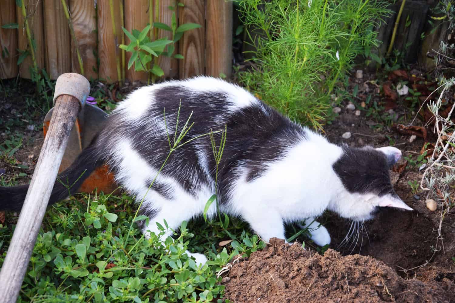 Cat digging outside the garden