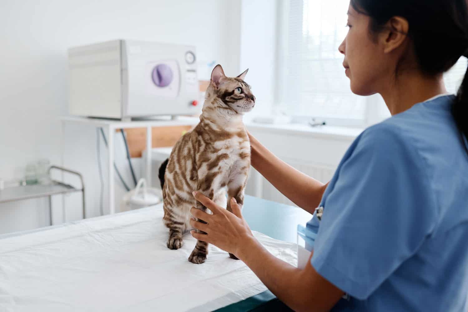 Veterinarian checking Siamese cat