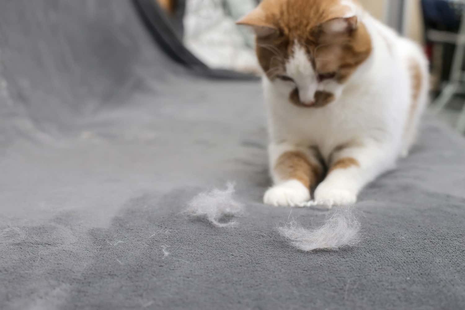 Cat playing with shedded fur