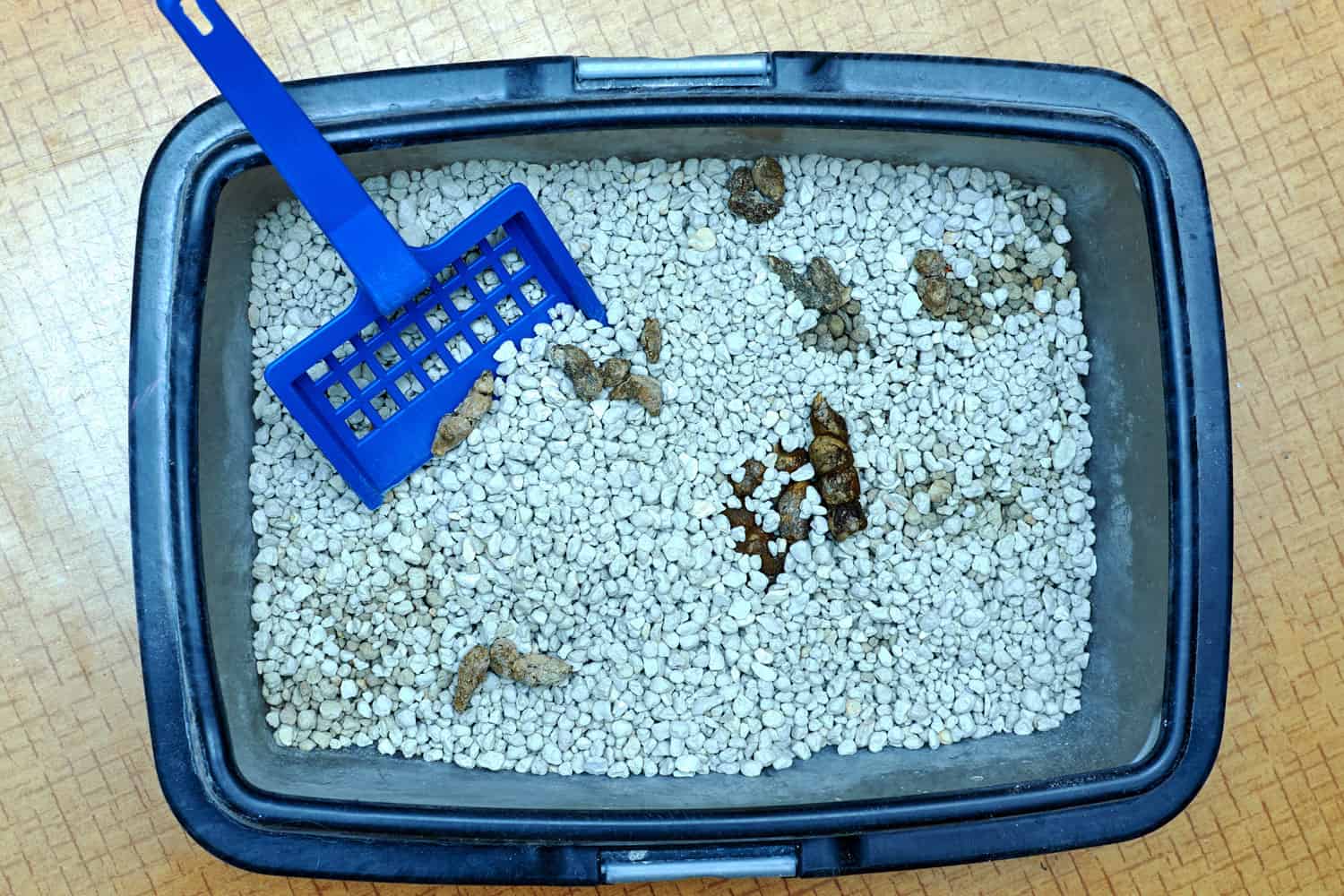 Cat poo in cat litter - What Is The White Stuff In Your Cat's Litter Box? (Inc. From Urine, In Feces, & Environmental Contaminants)