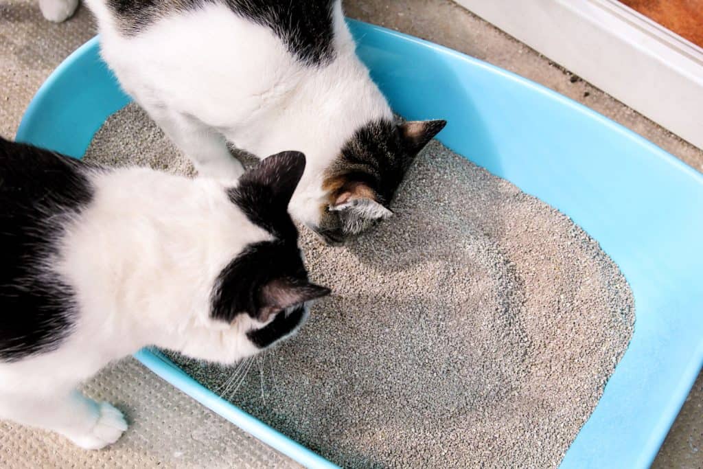 Cat smelling cat litter, What Is The White Stuff In My Cat's Litter Box? (Inc. From Urine, In Feces, And Environmental Contaminants)