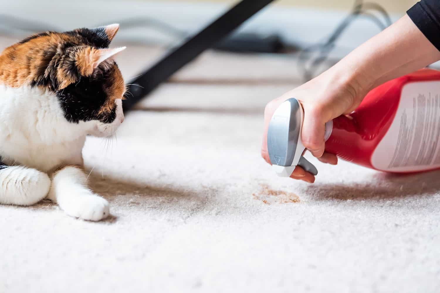 Cat spraying cat litter
