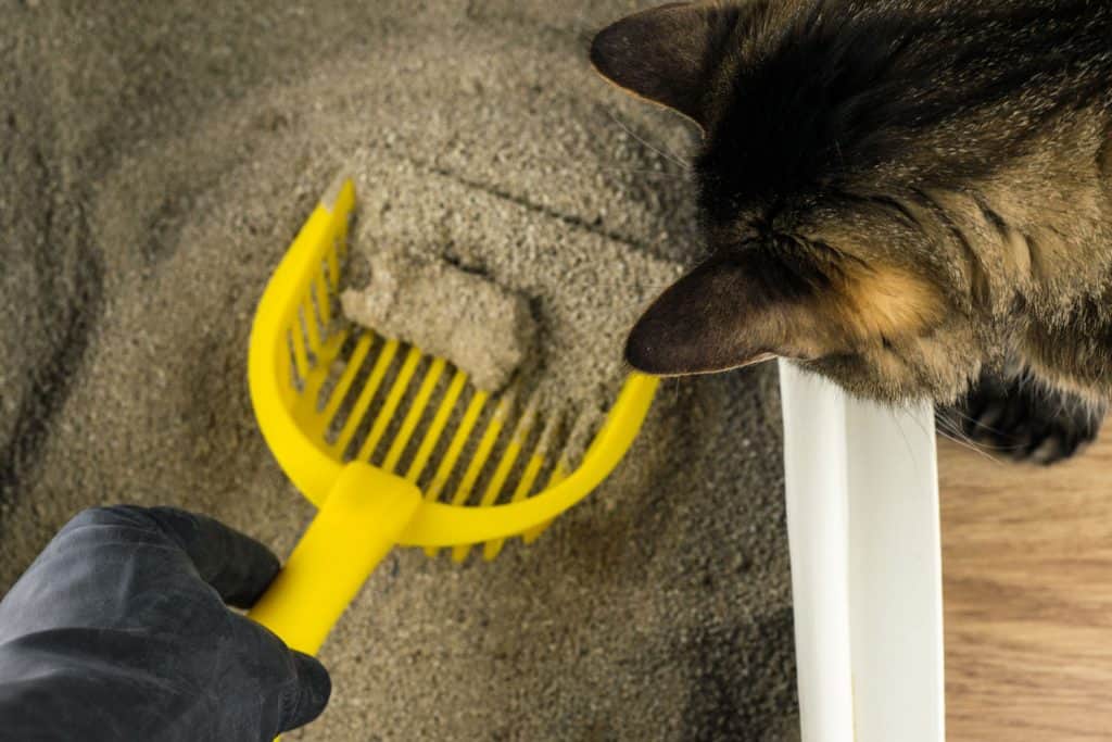 Cleaning-cat-litter, My Cat Keeps Stepping In His Poop In The Litter Box - Why And What To Do?