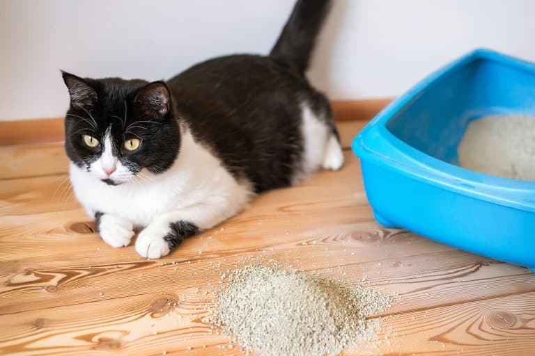 Pouring cat litter onto leaked cat urine