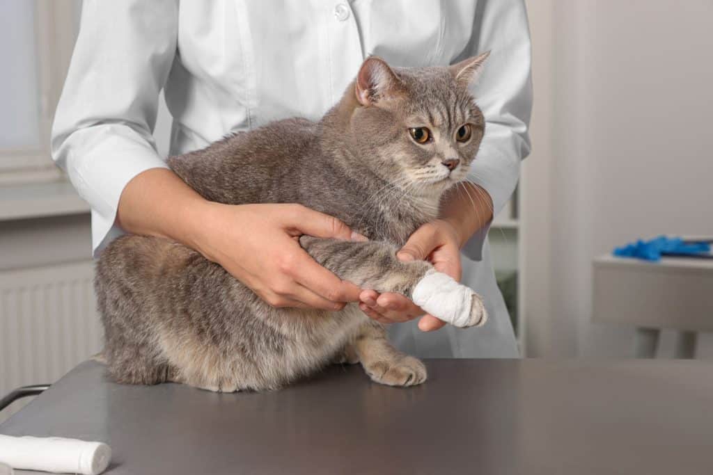 Cat getting care in the vet
