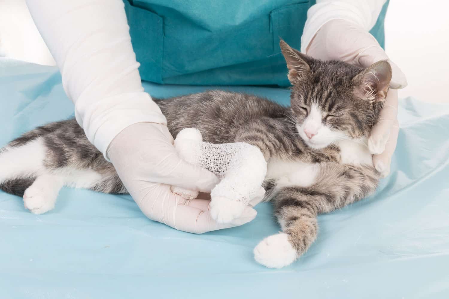 Vet checking the injury of a cat