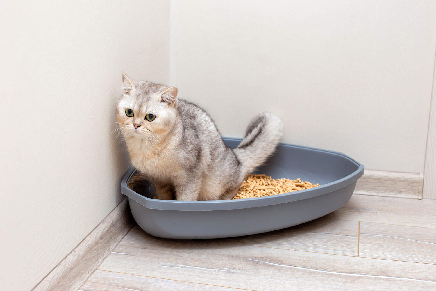 A beautiful gray British cat is defecate into a large gray triangular plastic litter box clumping and non-clumping

