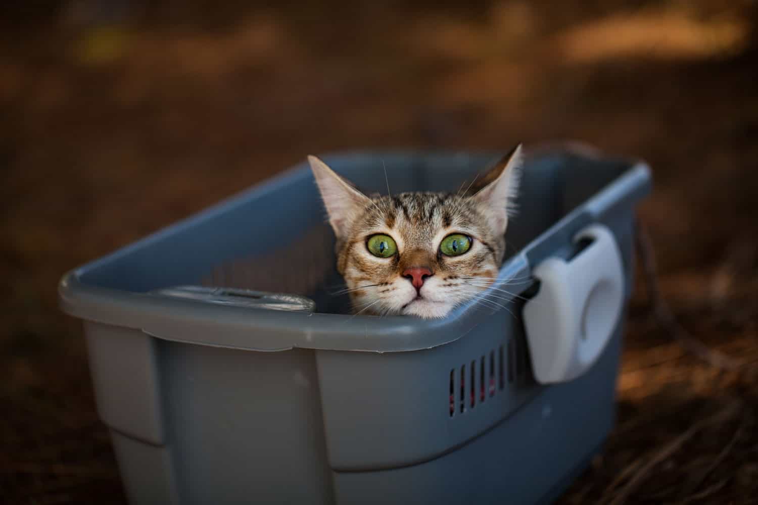 A cat inside the box appears to be fearful while using the litter box
