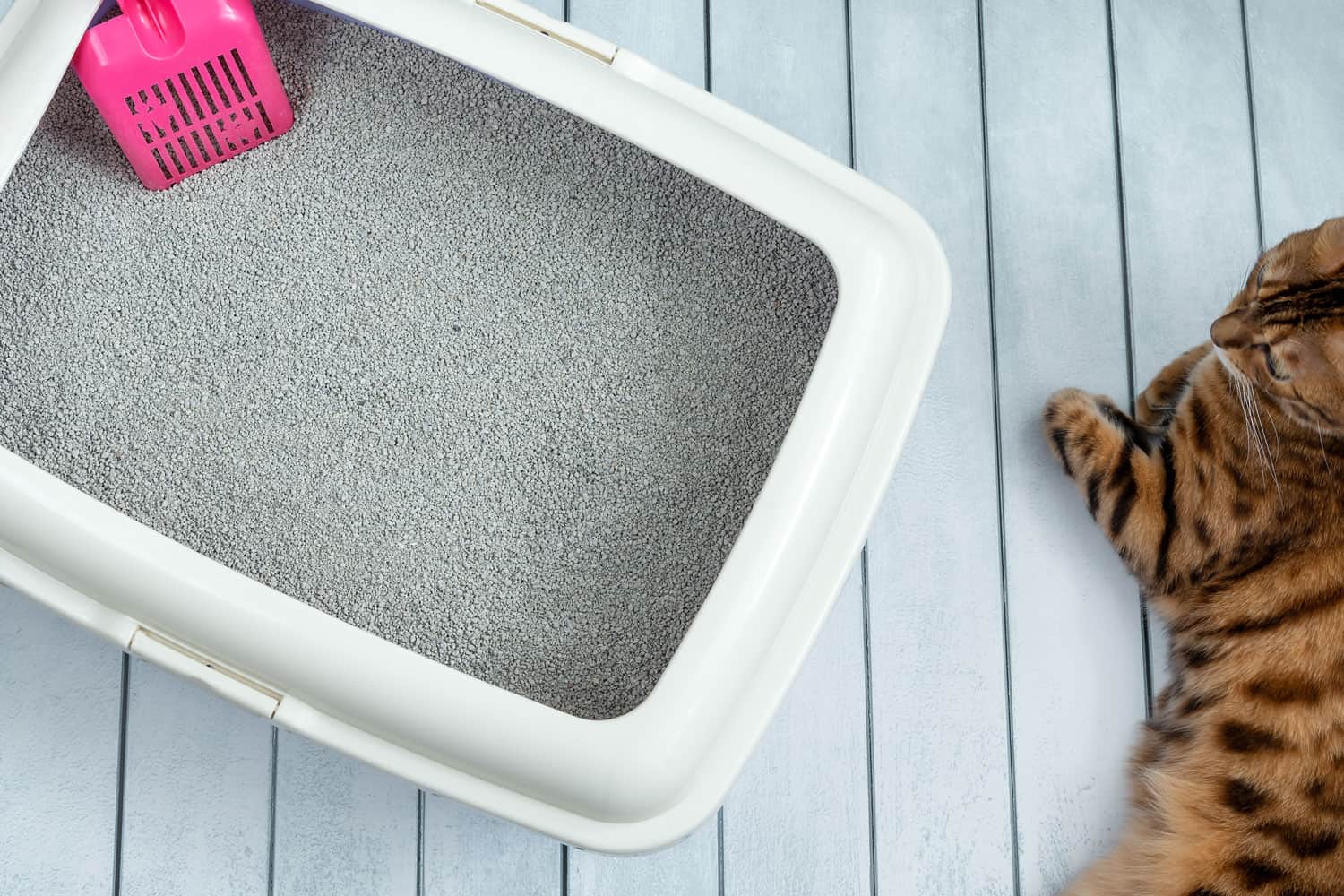 A cat litter tray with sand, a pink scoop, and a Bengal cat.