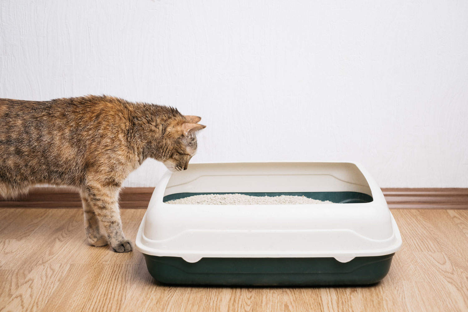 A domestic feral ginger cat is observing the litter box as part of its training.