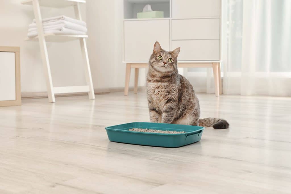 Adorable grey cat near litter box indoors, pet care - Do You Need a Litter Box on Every Floor? [Answered]