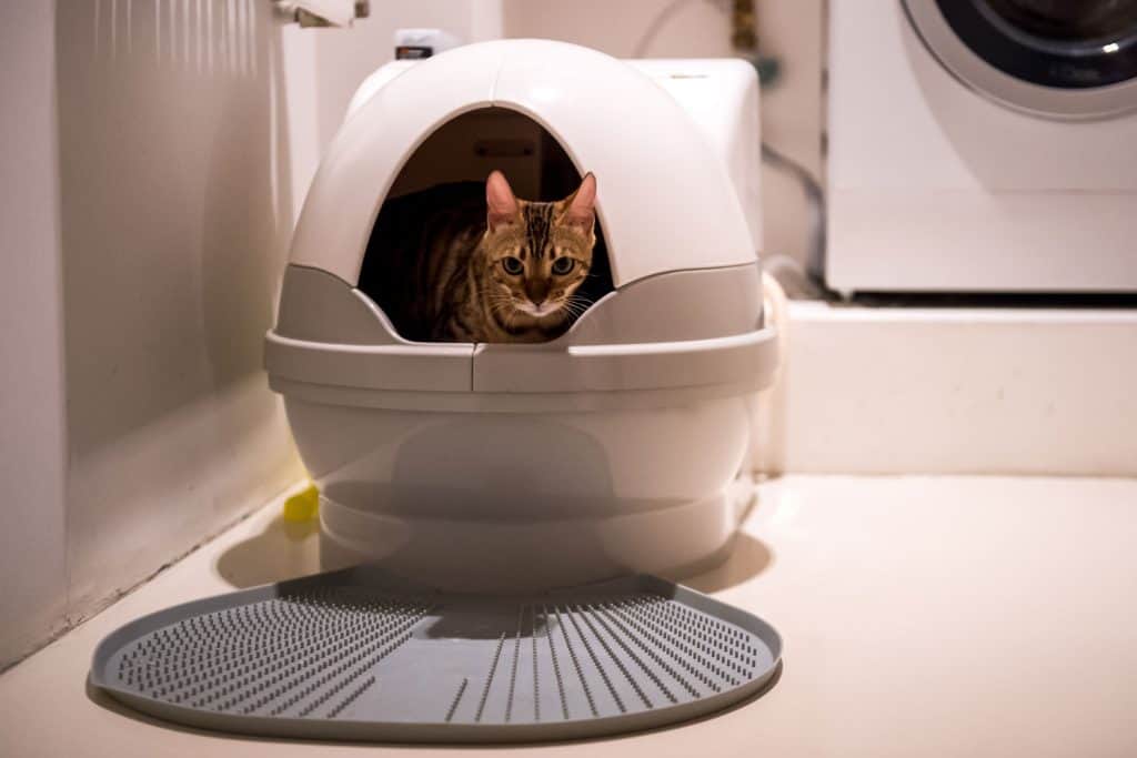 Automatic toilet for cats. Pet gadgets - Can You Put Your Cat's Litter Box in the Laundry Room? [Answered]