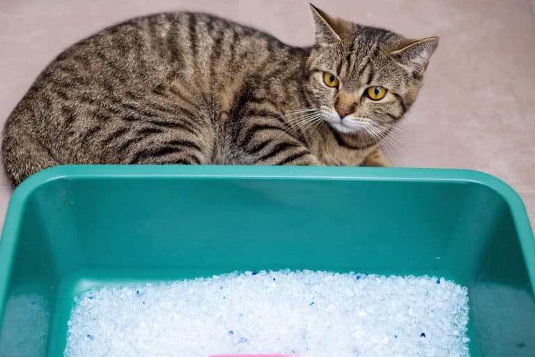 cat litter in bathroom and angry upset tabby cat sitting beside.litter with silica crystal,dirty with pee particles in box.domestic pet is angry education process.pink shovel spatula accessories - Can You Use Regular Litter With ScoopFree Self-Cleaning Litter Boxes? [Answered]
