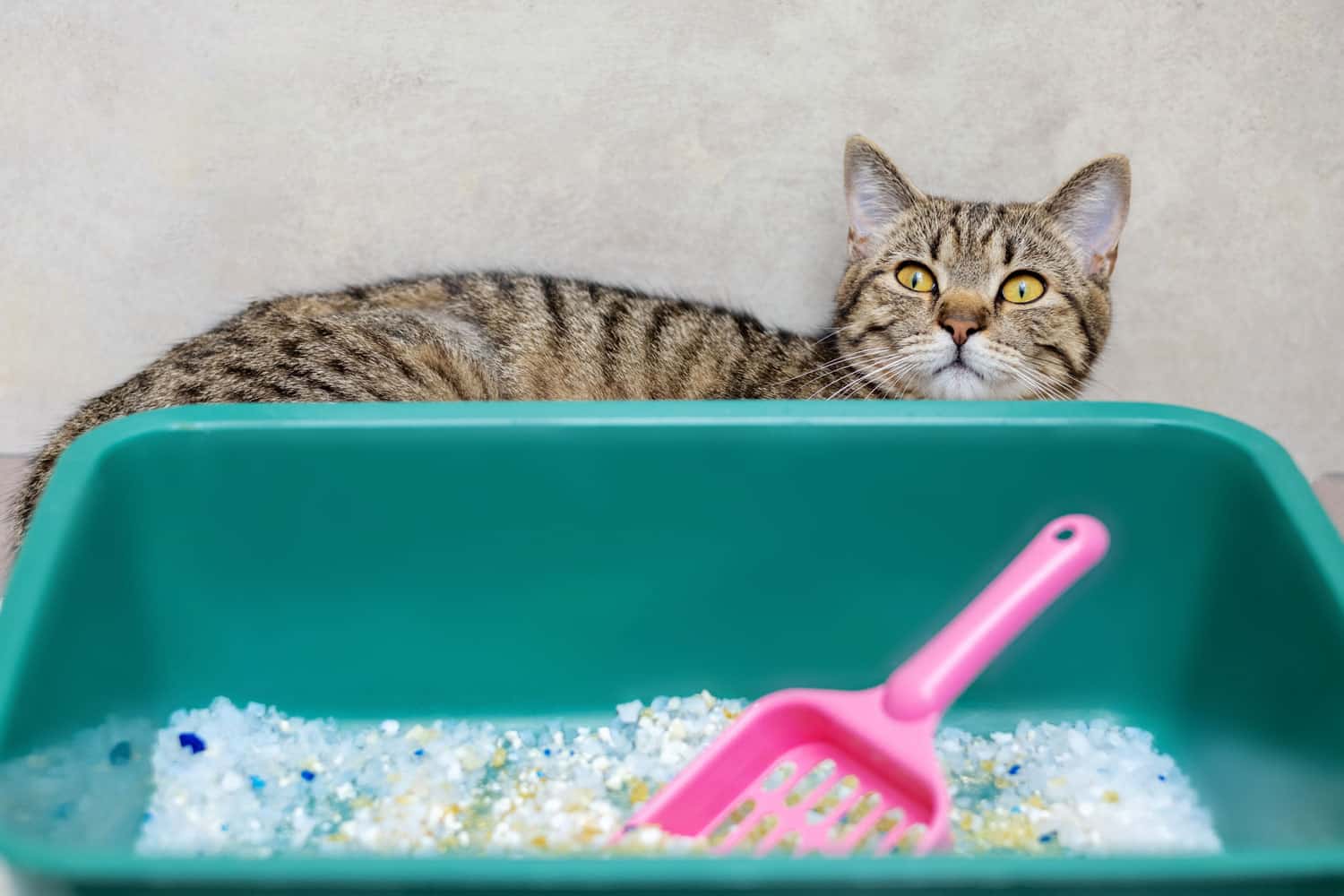 cat litter in bathroom and angry upset tabby cat sitting beside.litter with silica crystal,dirty with pee particles in box.domestic pet is angry education process.pink shovel spatula accessories
