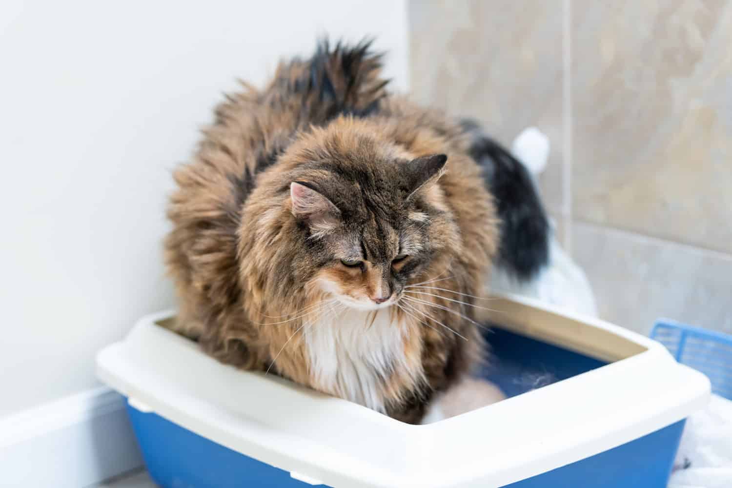 Closeup of old calico maine coon cat overweight constipated sick trying to go to the bathroom in blue litter box at home sad looking down