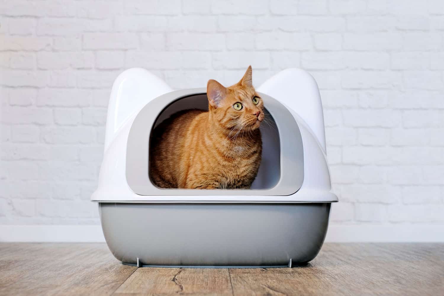 Cute happy ginger cat sitting in a litter box and looking sideways.