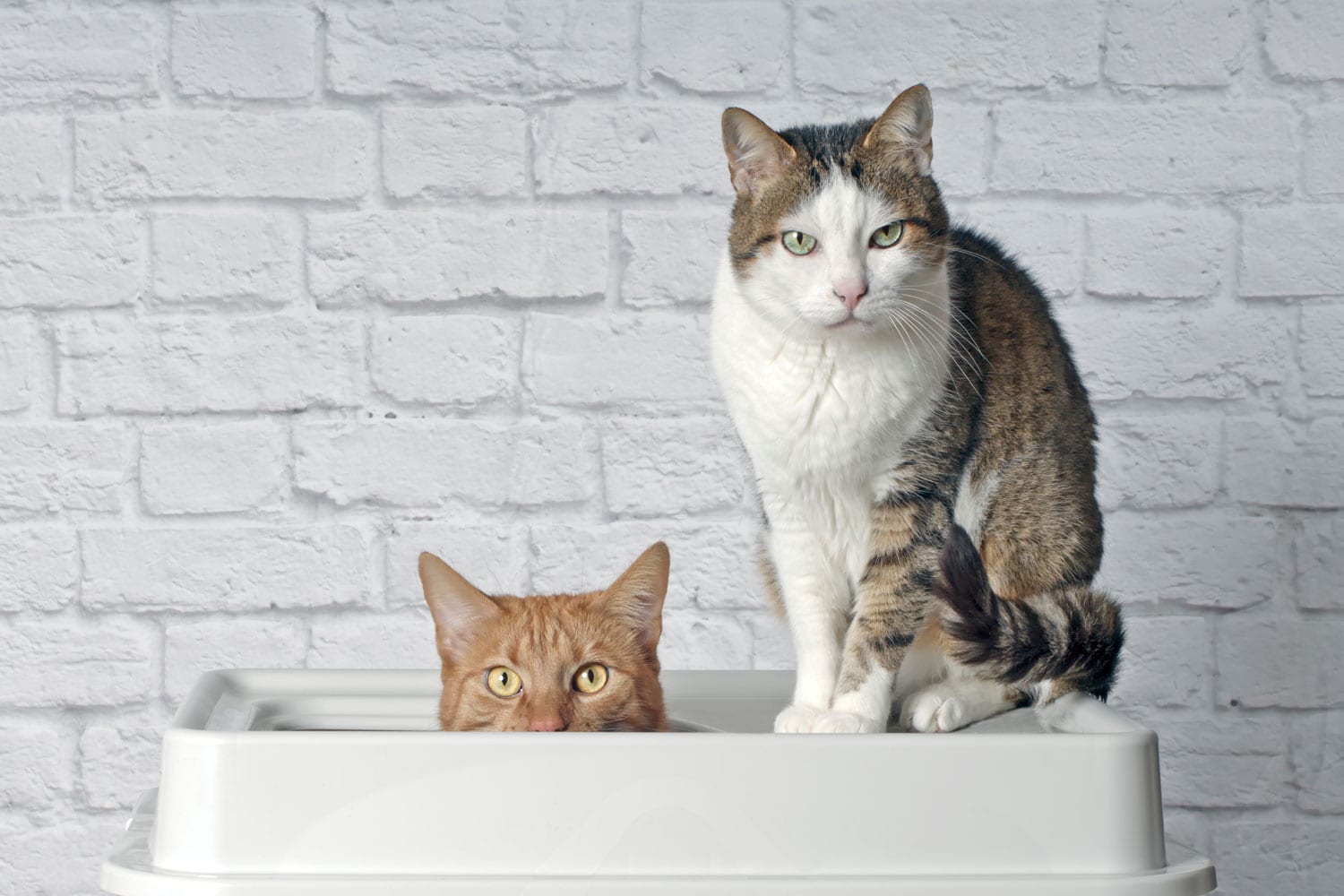Funny ginger cat sitting in a top entry litter box beside a tabby cat and looking curious to the camera.
