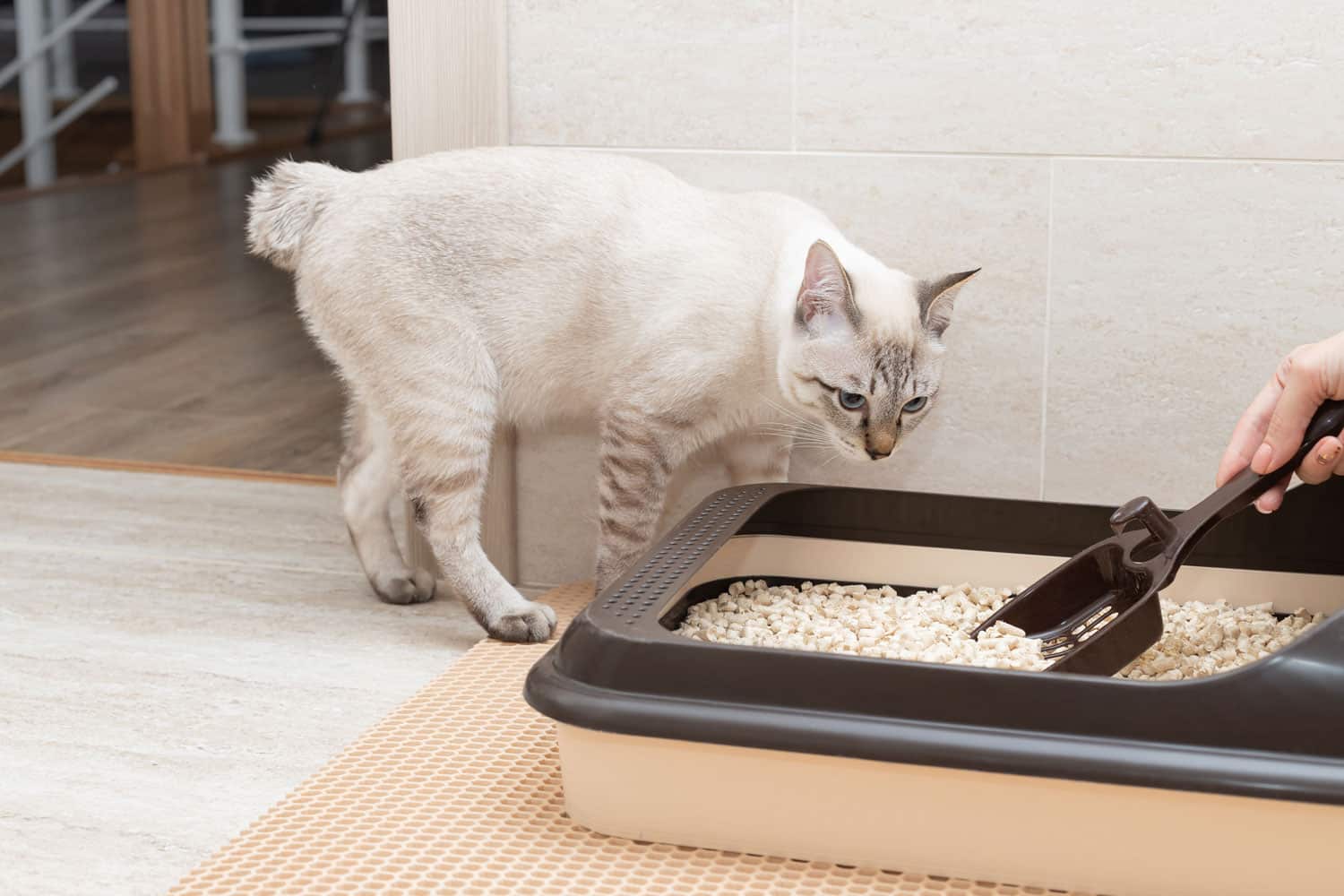 Person hand removing and cleaning cat toilet tray at home. Cleanliness and hygiene concept
