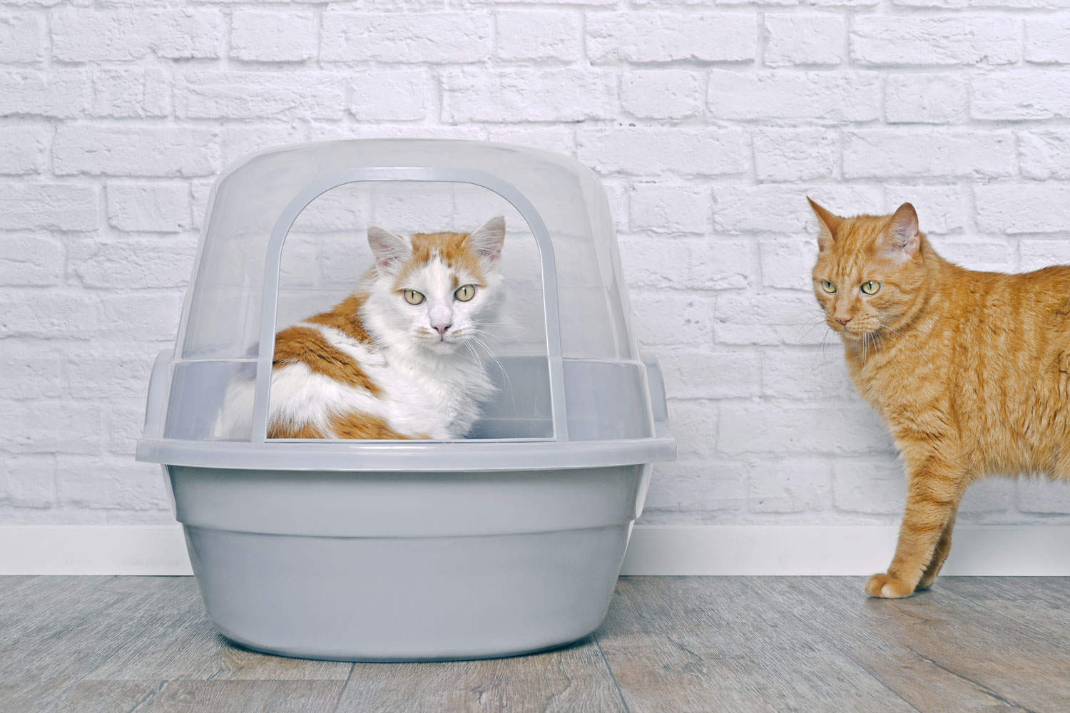 Red cat looks annoyed to a tabby cat in a closed litter box.
