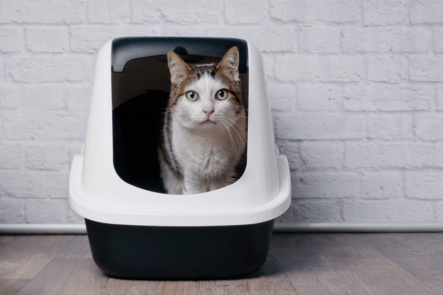 Shy Tabby cat sitting in a litter box and look to the camera.
