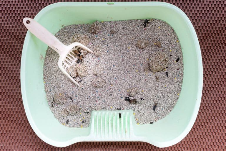 Top view white shovel in the dirty cat litter box - Can a Dirty Litter Box Cause Infection in Cats? [Answered]