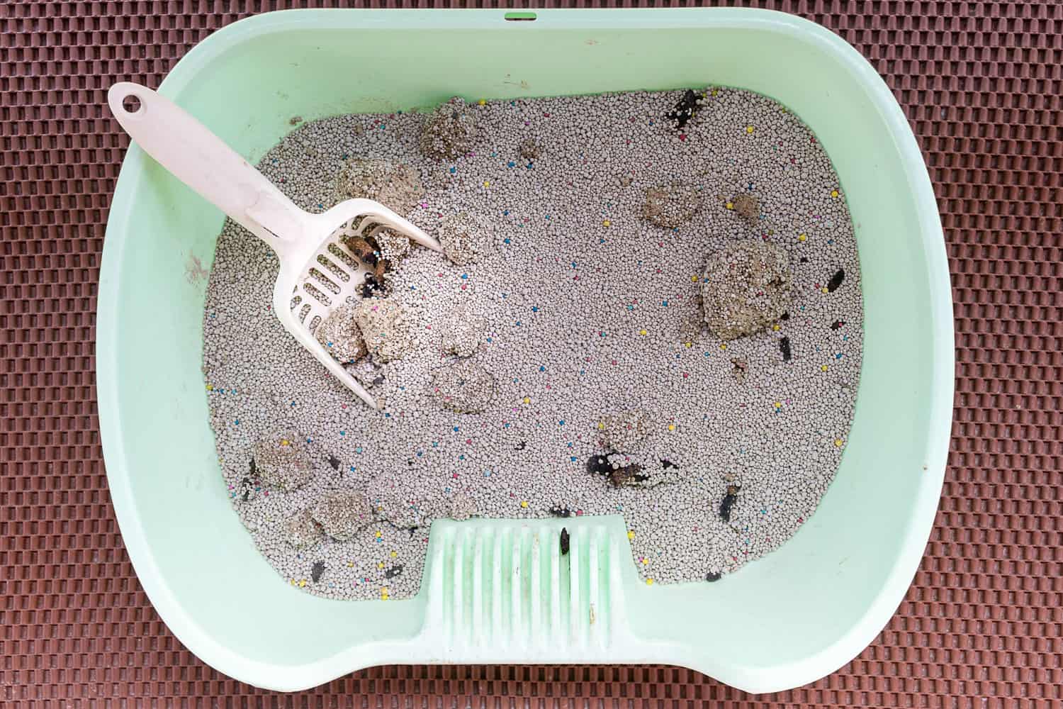 Top view white shovel in the dirty cat litter box dirty litter box cause infection