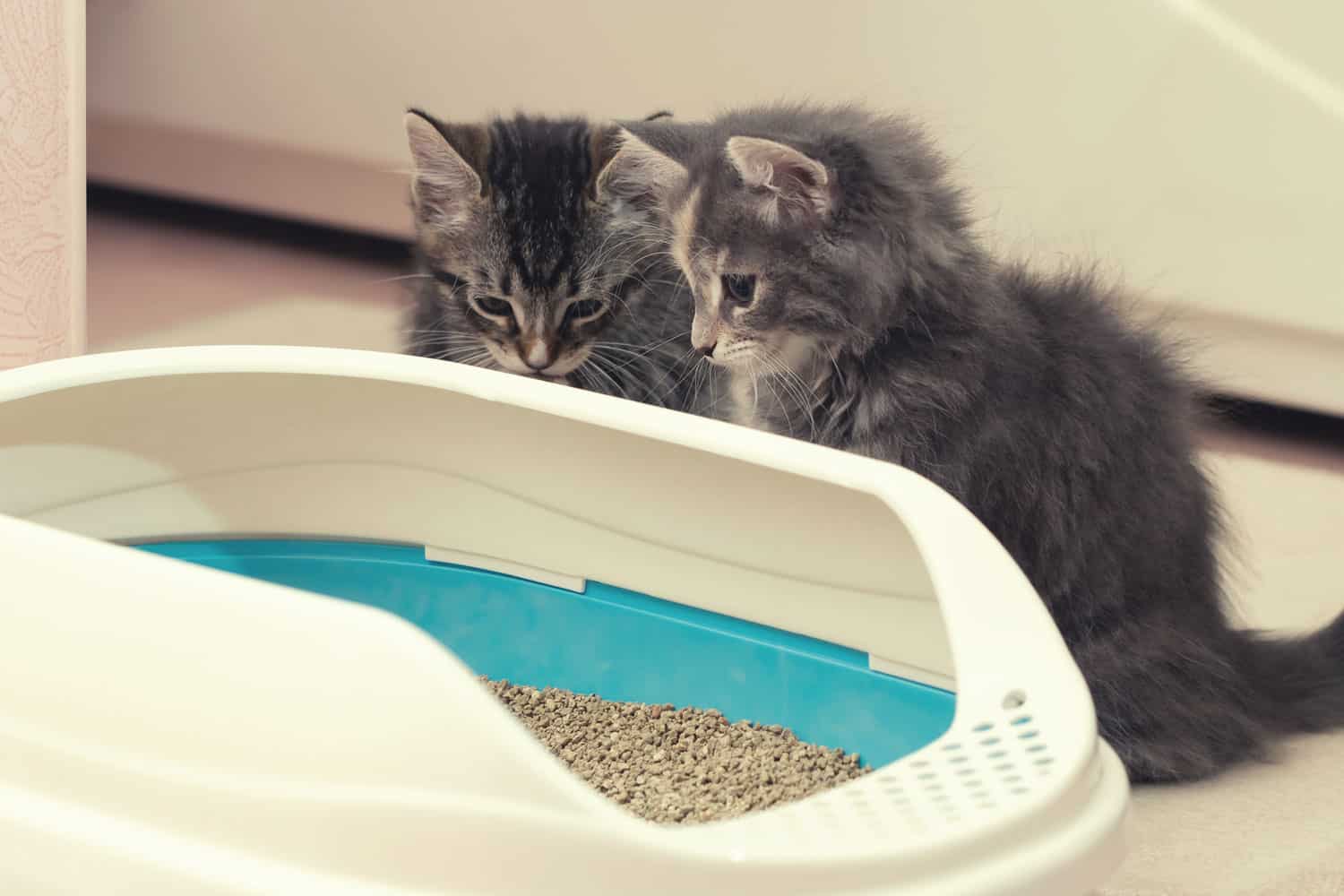Two cute kittens are sitting near their litter box. Training kittens to the toilet
