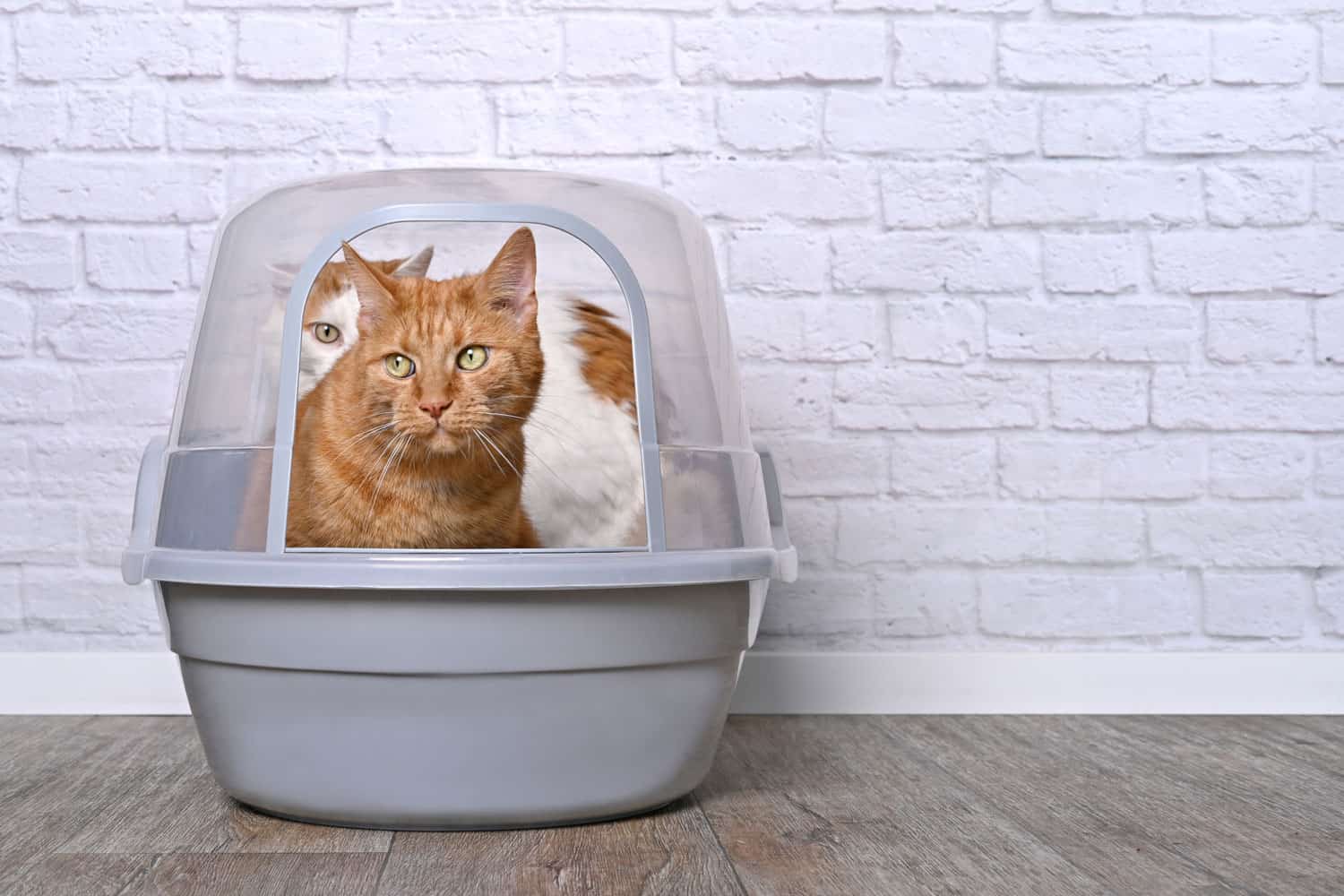 Two funny cats using a closed litter box. 