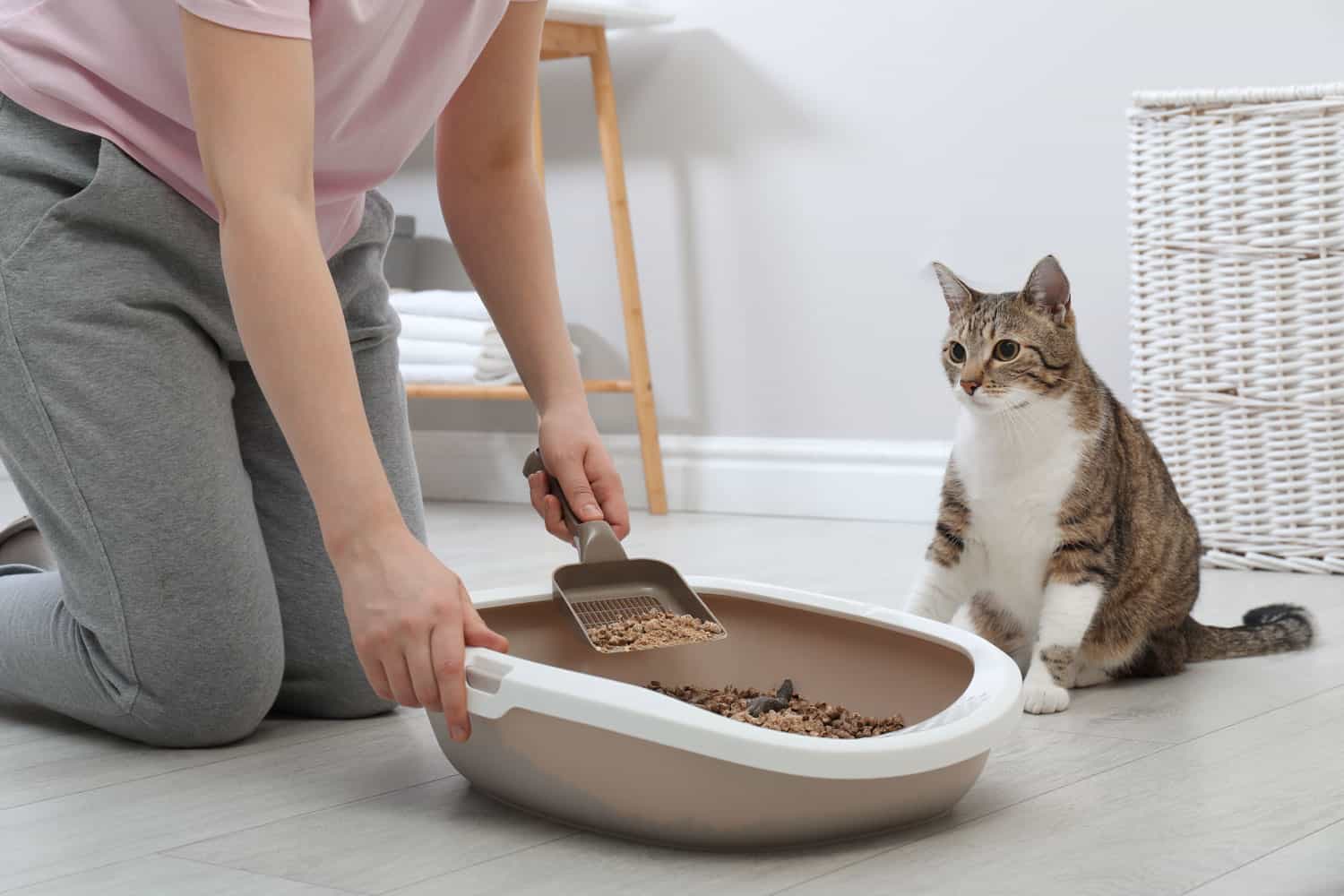 Woman cleaning cat litter tray at home to avoid cat litter infections, closeup dirty litter box cause infection