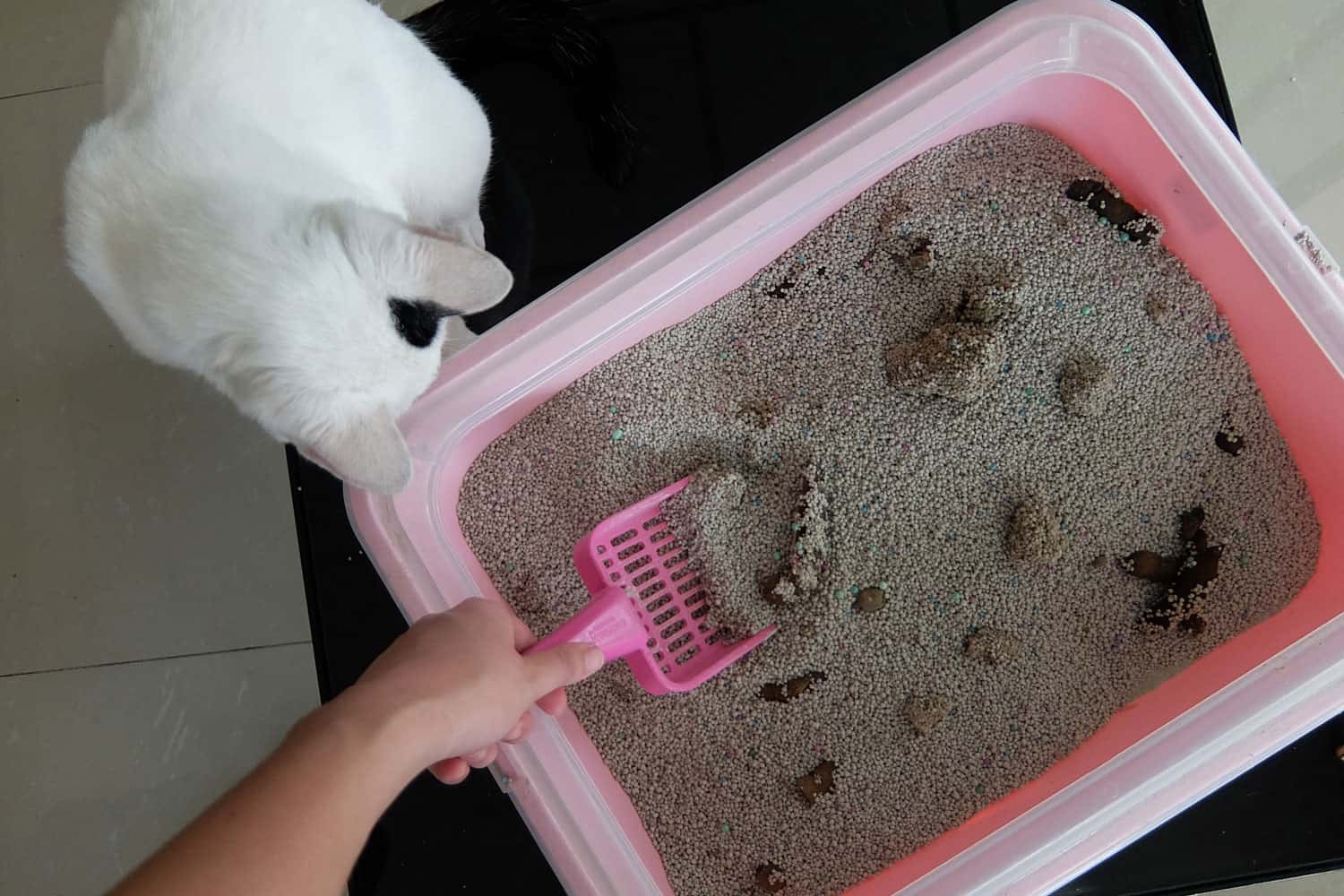 Woman hand cleaning dirty cat litter box. dirty litter box cause infection